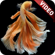プログラムのアイコン：I Fish Video Live Wallpap…