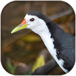 Icon of program: white breasted waterhen s…