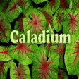 Icon of program: Caladium