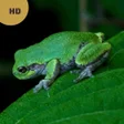 プログラムのアイコン：Frog Sounds  Calls