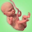 ไอคอนของโปรแกรม: Pregnant Mom Birth Simula…
