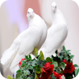 أيقونة البرنامج: HD Pigeon Wallpaper