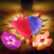 Icon of program: Falling Petals 3D Live Wa…