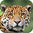 Icon of program: Wild Animal Wallpaper 4K
