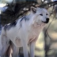Programın simgesi: Wolves by Dave Johnson