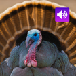 Turkey bird sounds