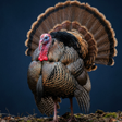 Ikona programu: Turkey bird sounds