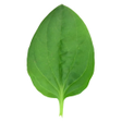 Icon of program: Подорожник