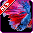Icon of program: Betta Fish Wallpapers
