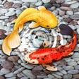 Icoon van programma: Fish Live Wallpaper HD 8K