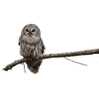 Owl on Branch Sticker