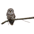 Owl on Branch Sticker