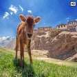 Icon of program: My Baby Cows - Cute Cow H…