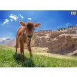 My Baby Cows - Cute Cow HD Wallpapers