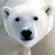 Save the Arctic LWP FREE
