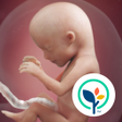 Ikona programu: Pregnancy Tracker  Countd…