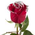 Иконка программы: Good morning Flower Wallp…