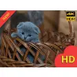 Kittens Wallpapers & Cute Kittens HD