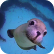 Ikona programu: Sea Life HD Video Wallpap…