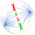 程序图标：Mitosis and Meiosis