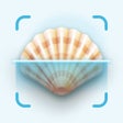ไอคอนของโปรแกรม: Sea Shell Identifier  Gui…