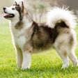 Icon of program: Siberian Husky Dog Wallpa…