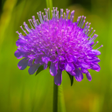 程序图标：Flora des Alpenraums