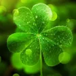 プログラムのアイコン：Green Leaf Wallpaper