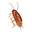 Dancing Cockroach M U G E N