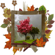 Icon of program: Autumn Photo Frames