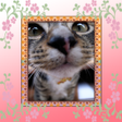 プログラムのアイコン: FancyFrame Widget