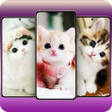 プログラムのアイコン：Cute Cats Wallpaper