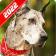 プログラムのアイコン：Great Dane Wallpaper