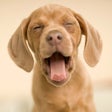 Programikon: Dog Wallpapers