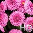 プログラムのアイコン：Pink Flowers HD WallPaper…