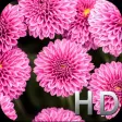 Pink Flowers HD WallPapers  Background Free