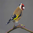プログラムのアイコン：Goldfinch