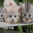 Icon of program: Cute Cat Wallpapers New T…