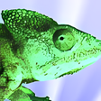 Icono de programa: NumericalChameleon