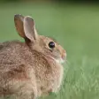 Rabbit call sounds