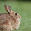 プログラムのアイコン：Rabbit call sounds