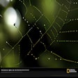 Icono de programa: National Geographic Spide…