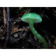 Manifold Mushrooms Free Screensaver