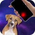 Laser pointer for dogs PRANK