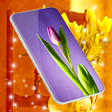 Иконка программы: Tulip Spring 4K Wallpaper…
