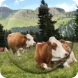 Cow Wallpapers