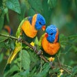 Icono de programa: Bright Birds Free Screens…
