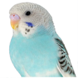 Parakeet sounds