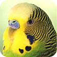 プログラムのアイコン：Parrots