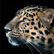 أيقونة البرنامج: Cheetah Leopard Wallpaper